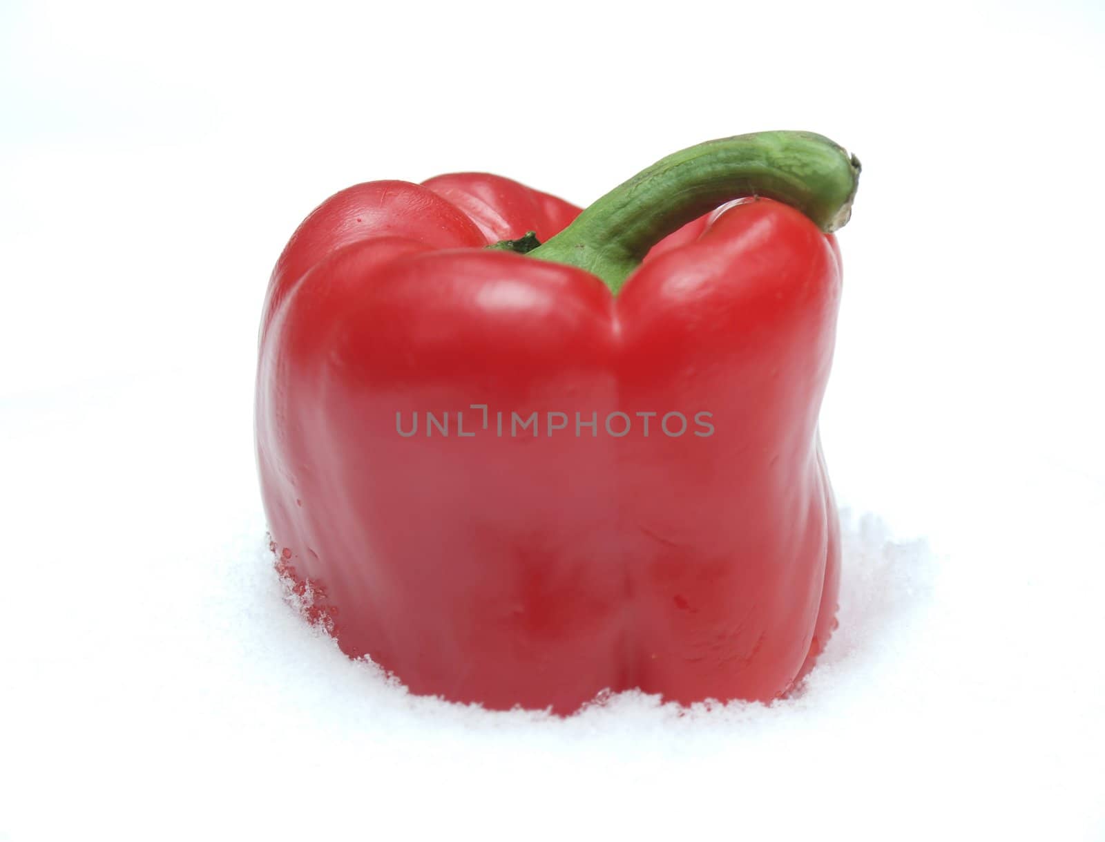 Red pepper on a snow. Winter.