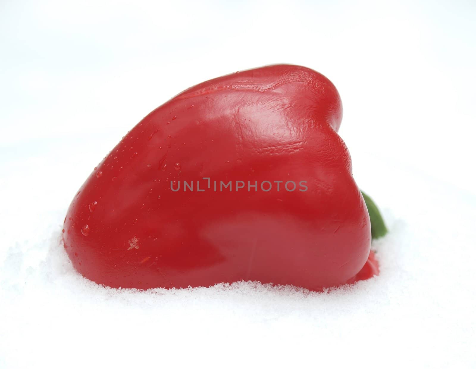 Red pepper on a snow. Winter. Russia       