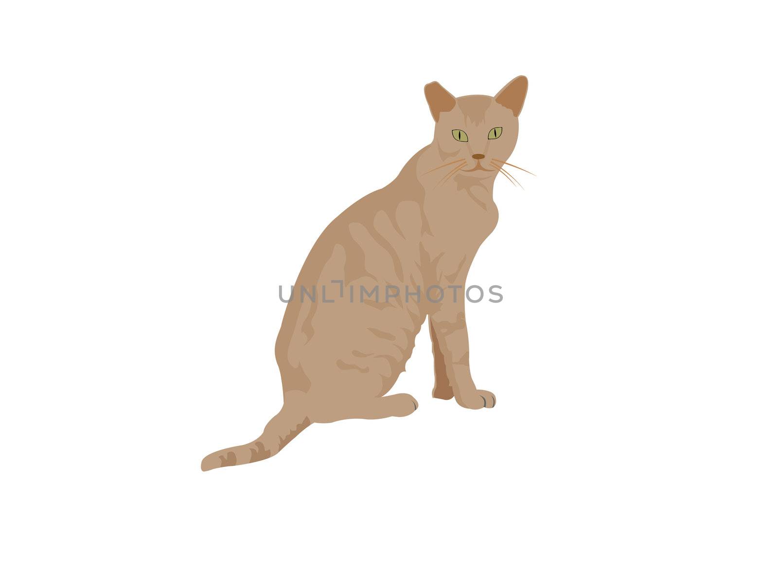 adorable cat on isolated background