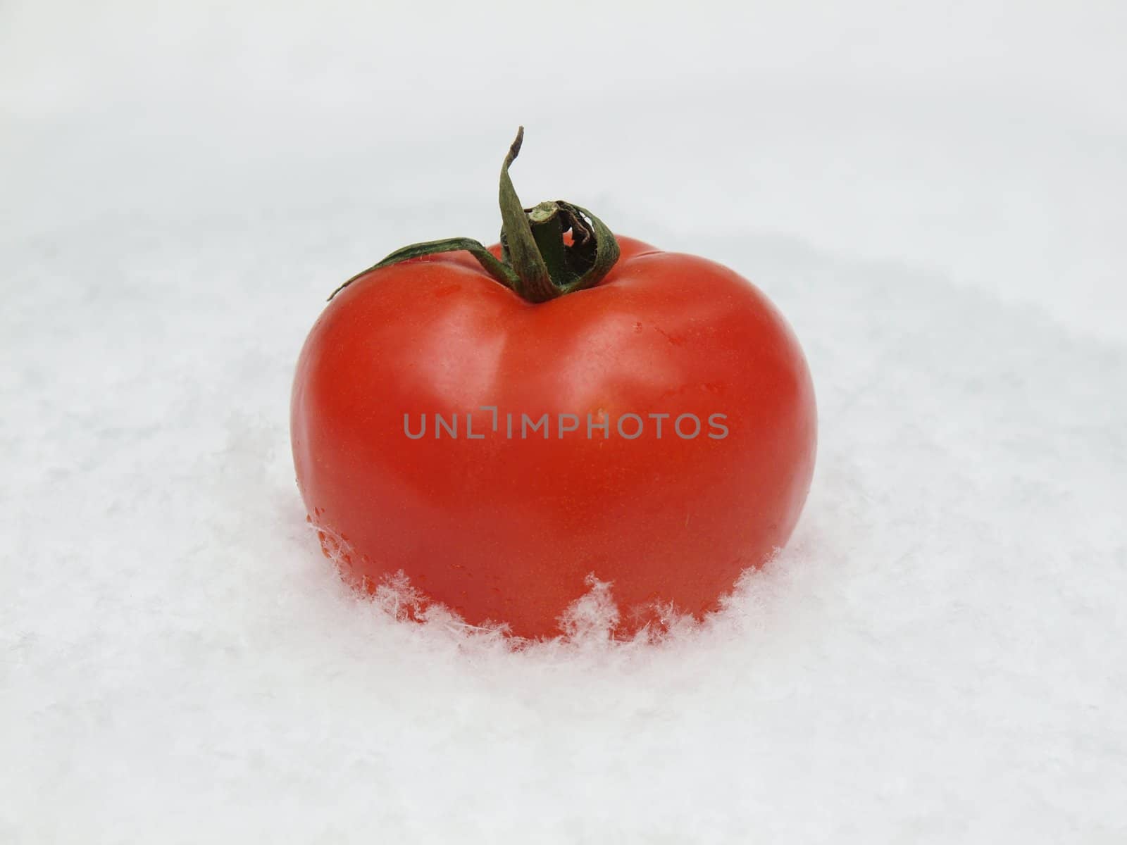 tomato on a snow. Winter. Russia       