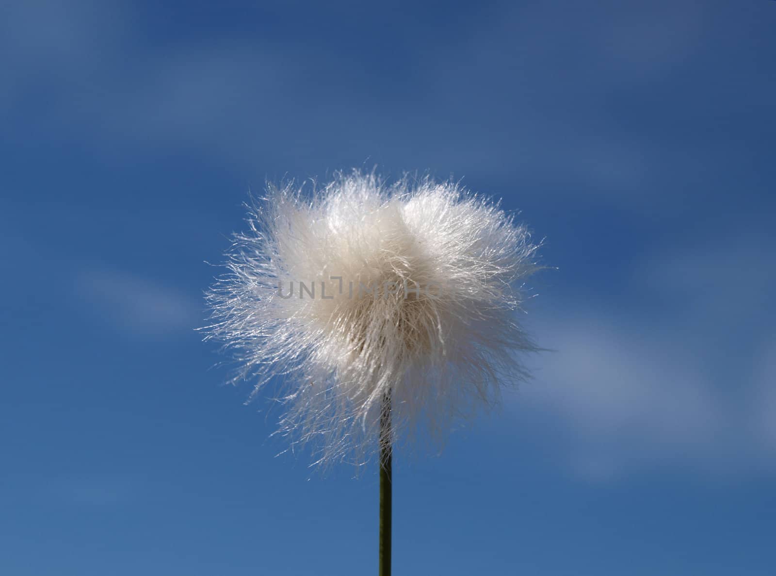 White cottongrass against blue sky. The north of Russia        