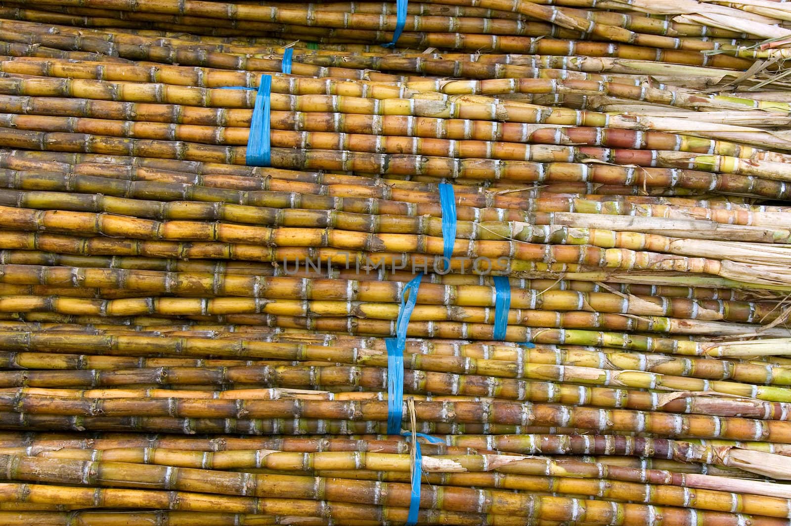 sugar cane