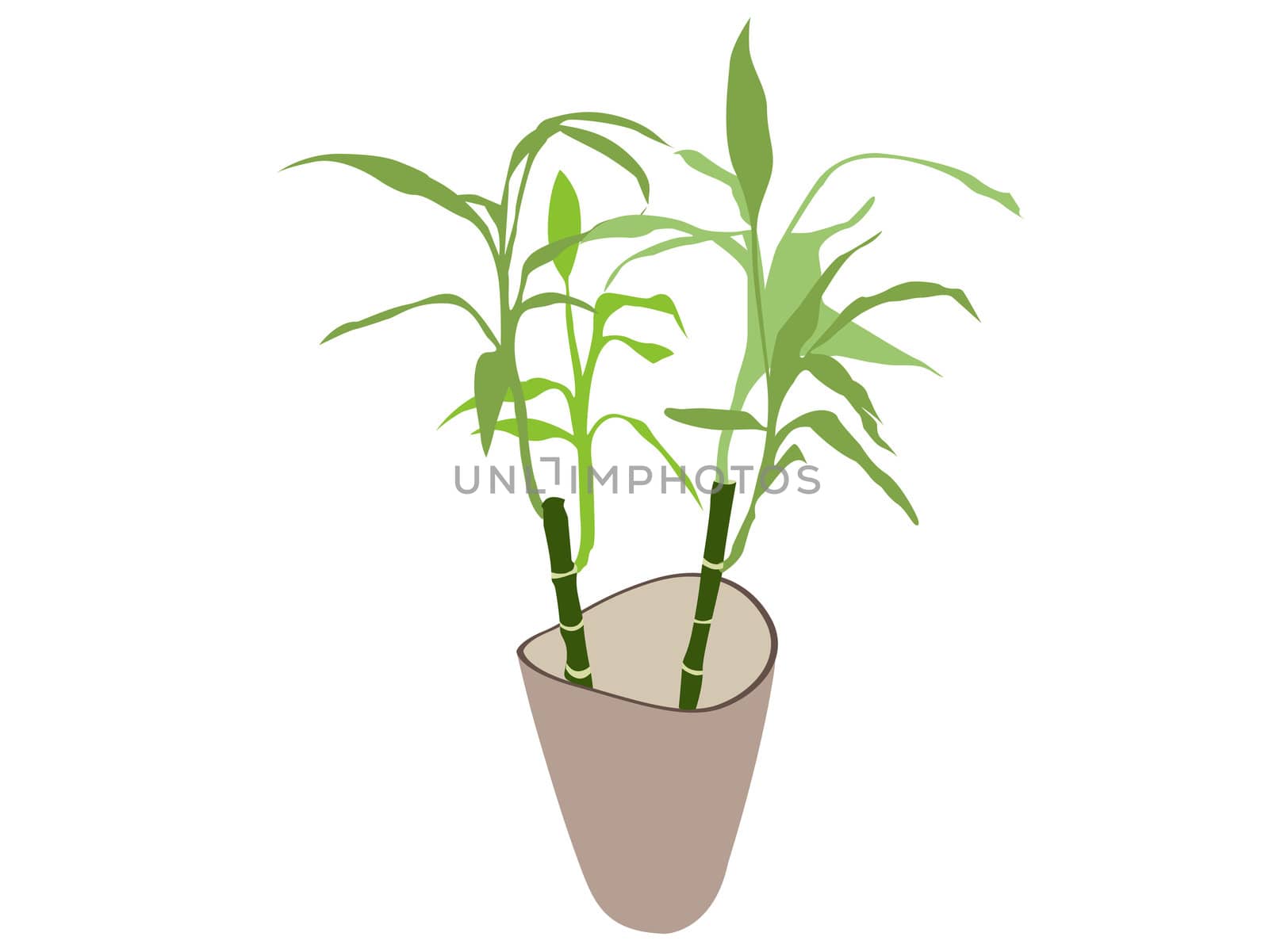 bamboo plant in pot  by imagerymajestic
