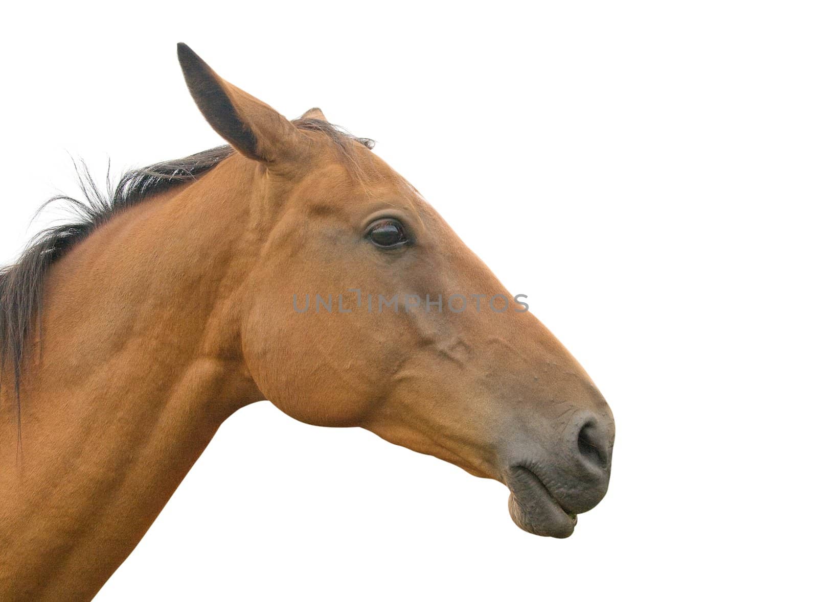 Profile of a horse's head and neck, isolated on white background