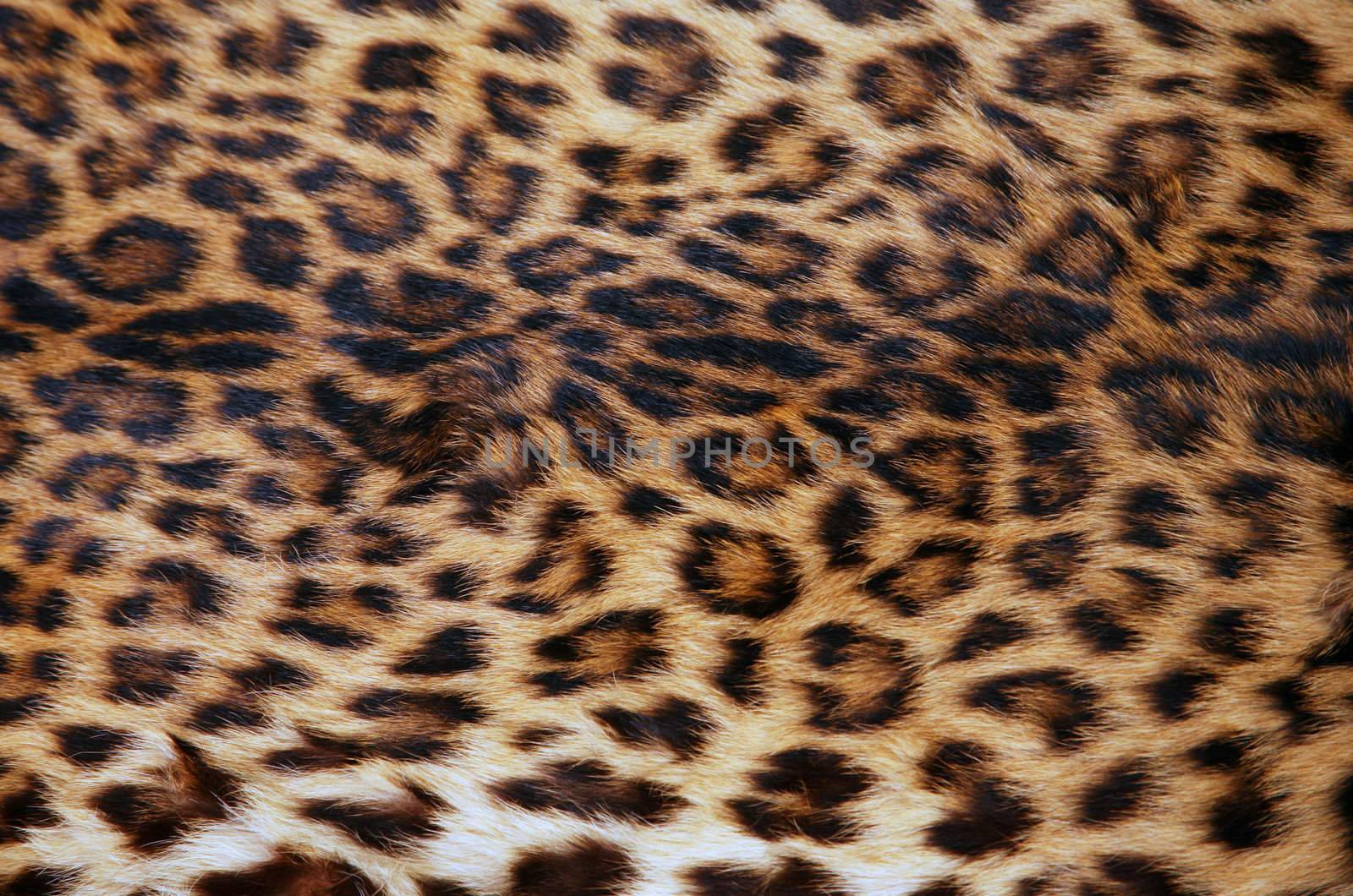 Full screen high resolution shot of a skin of the leopard. Good for a texture or a background
