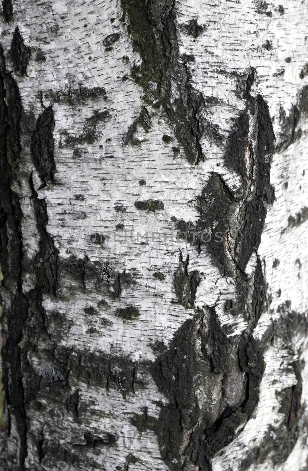 Full screen high resolution shot of wood. Good for a texture or a background.