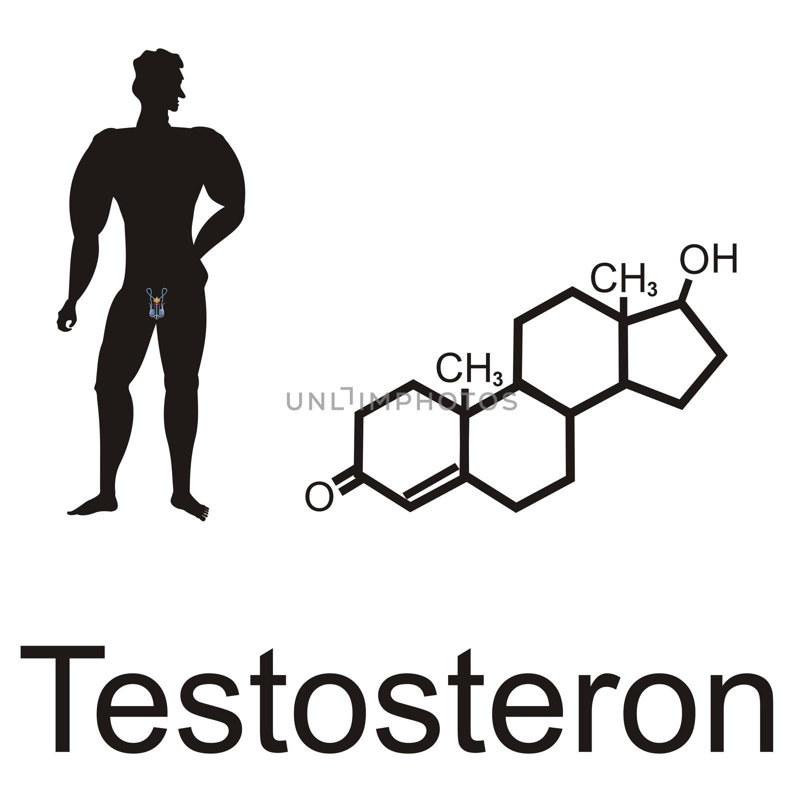 male silhouette with reproductive organs and testosteron formula