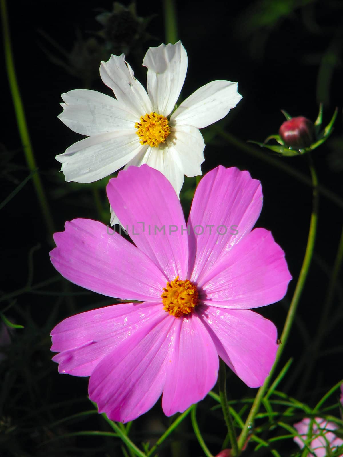 two flower, pink and white in the garden