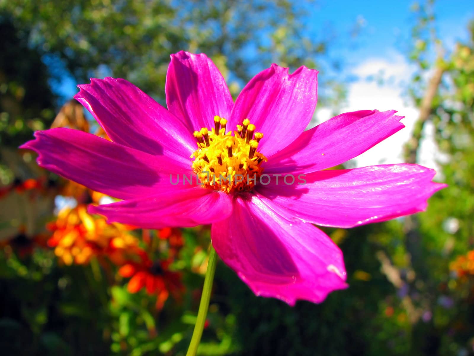 pink flower in the green sunny garden