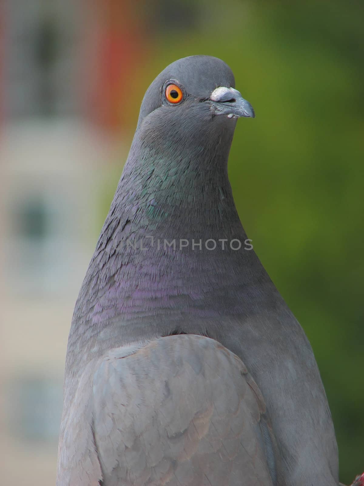 gray dove close up
