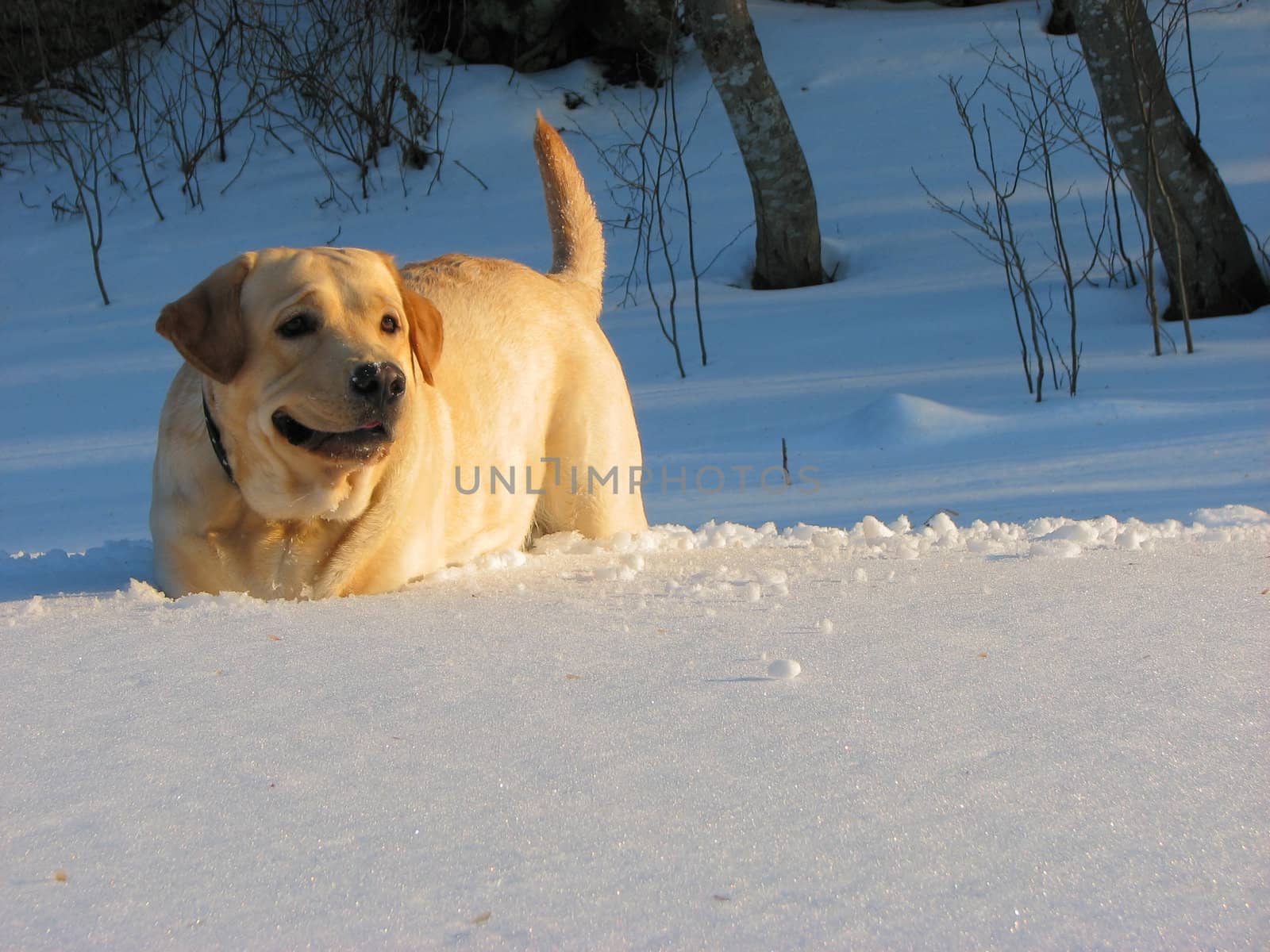 dog in snow by vadimone