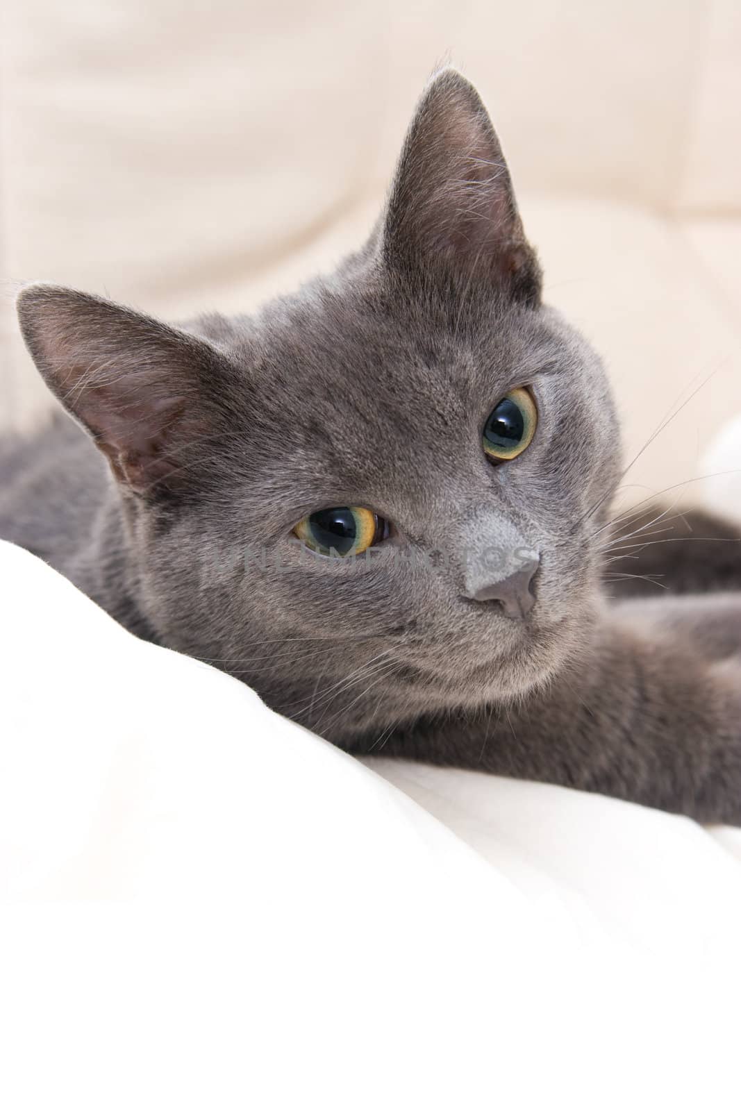 cute teenage cat relaxing on a sofa