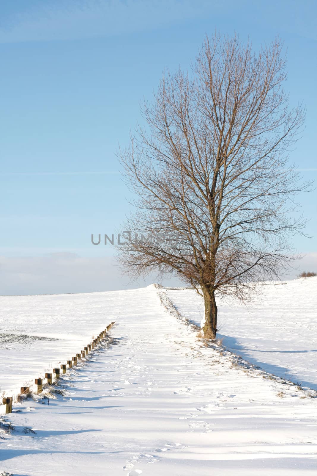 Snow landscape