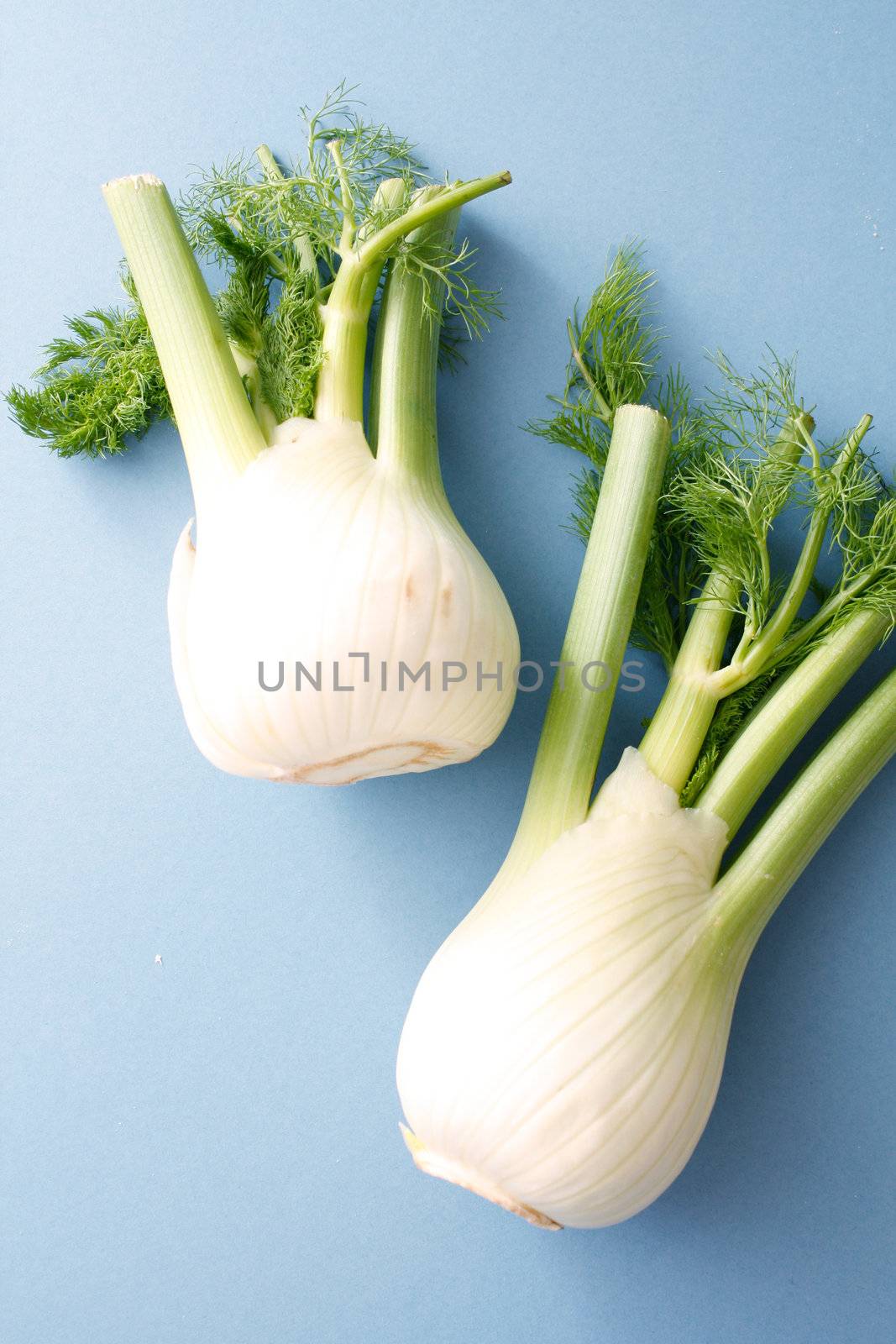 Fennel by leeser