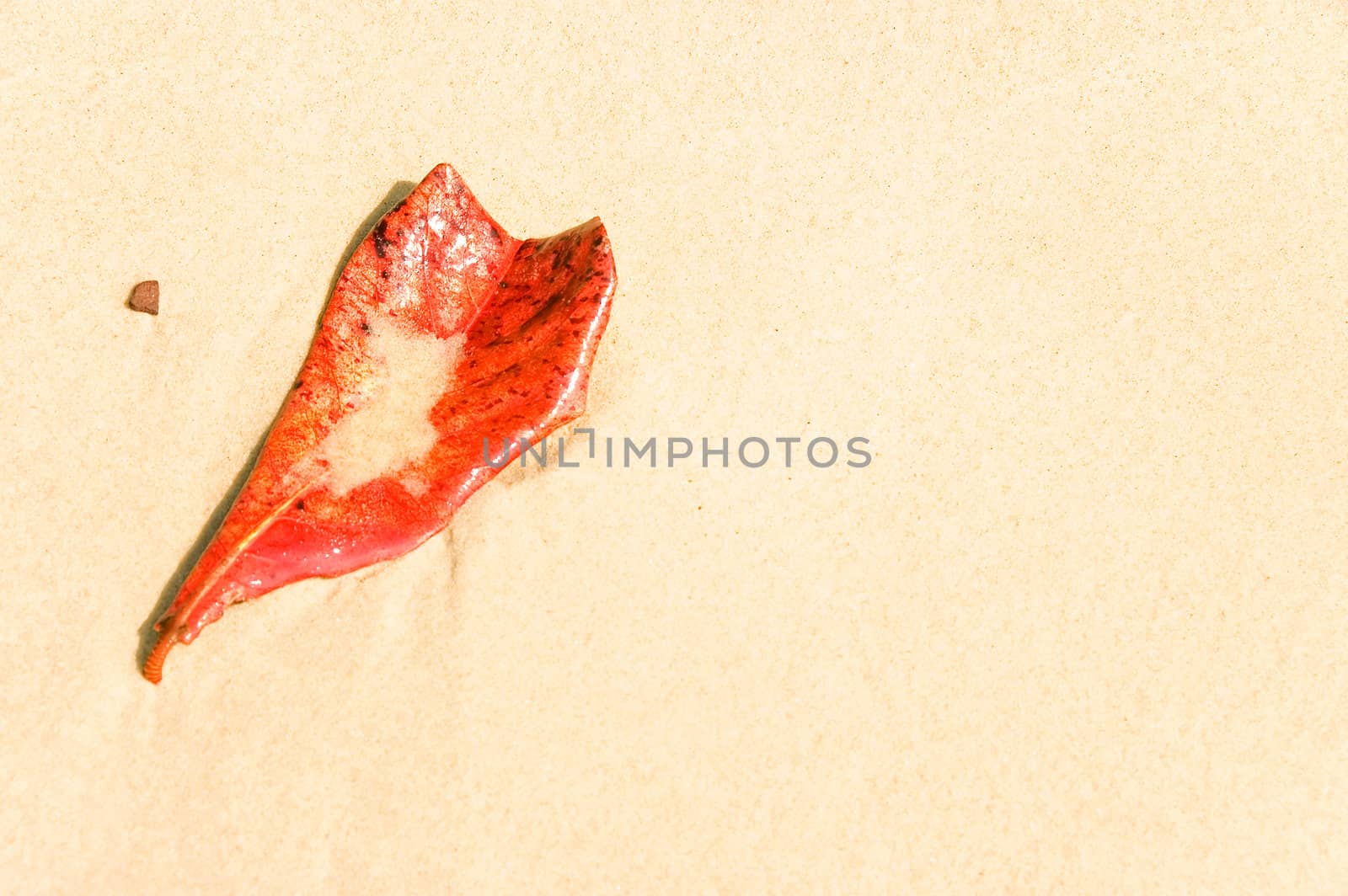 leaf on a beach