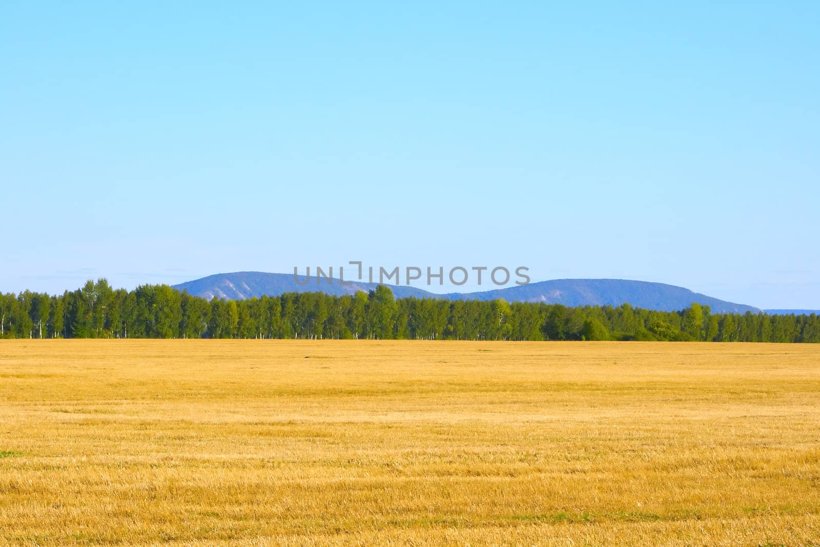 Russian rye field on a background of the blue sky