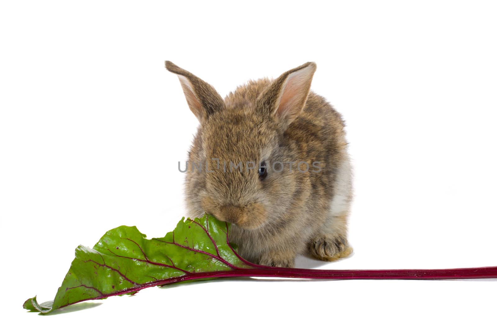 close-up baby rabbit eating, isolated on white