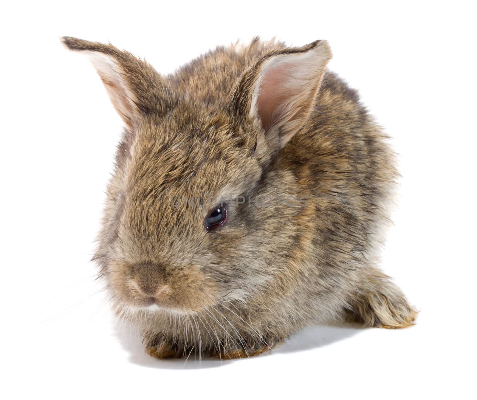 close-up small baby rabbit, isolated on white