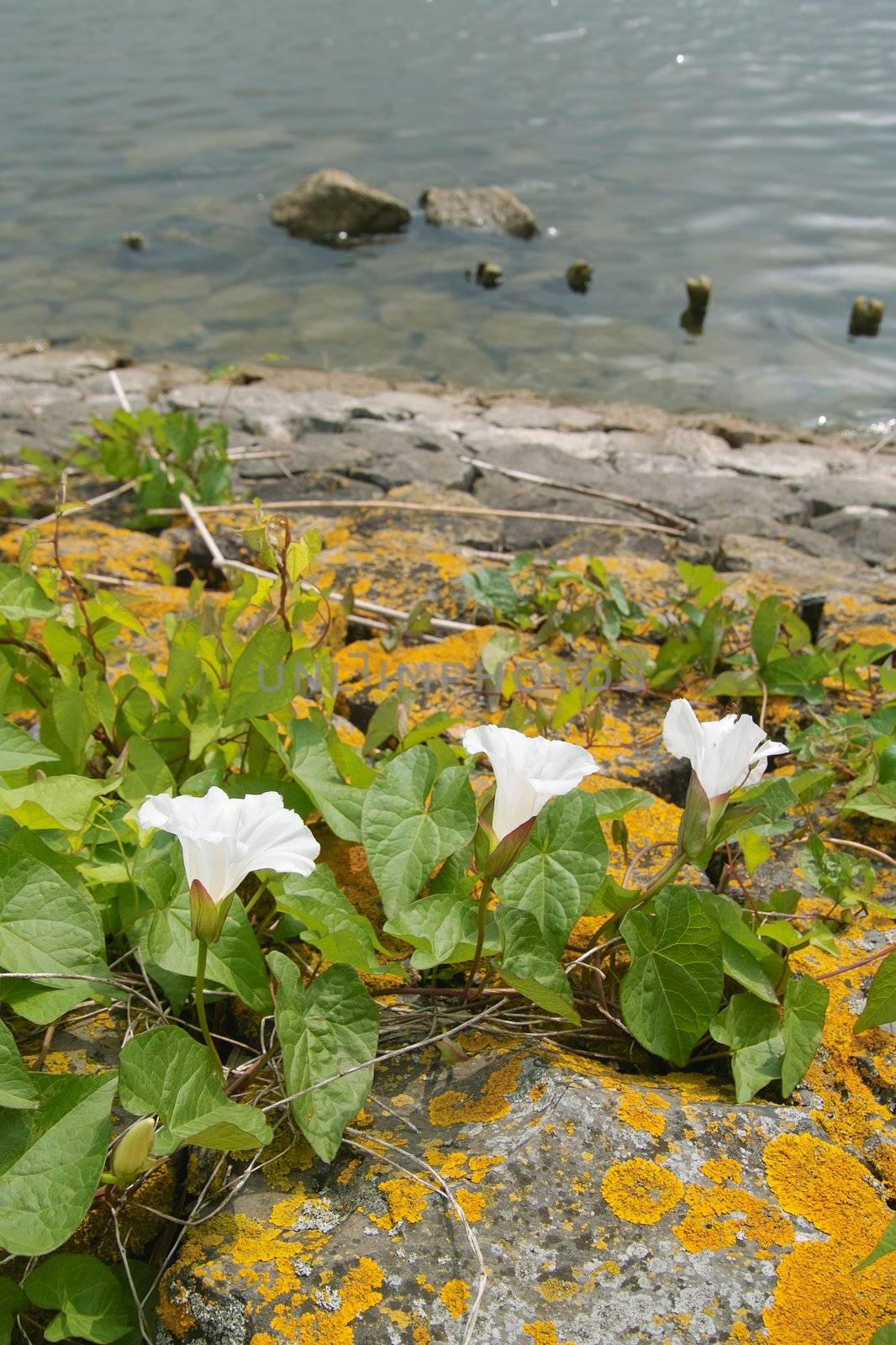 White flowers growing at a dike made off basalt covered with lichen.