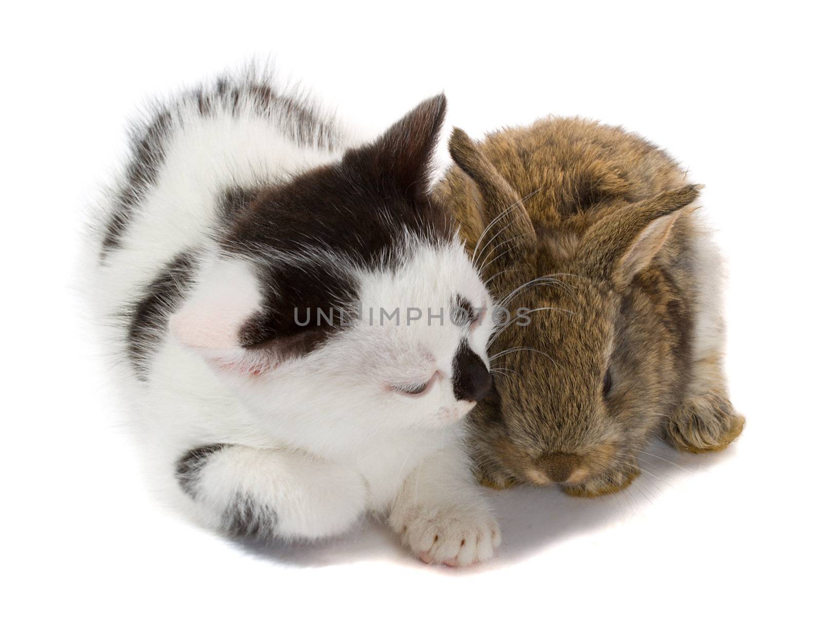 close-up kitten and baby rabbit, isolated on white