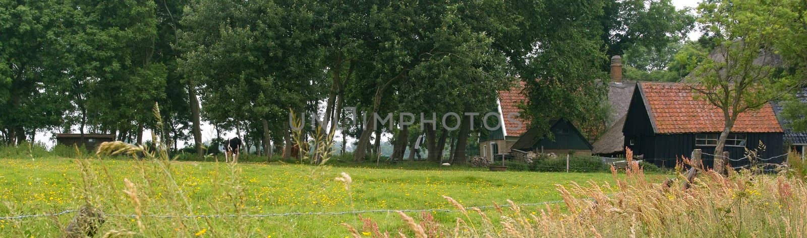 An old farm like a classic painting. A cow and a pony are just biding time.  Laundry is hanging to dry. The roof is covered with reed, seen on many old Dutch farms