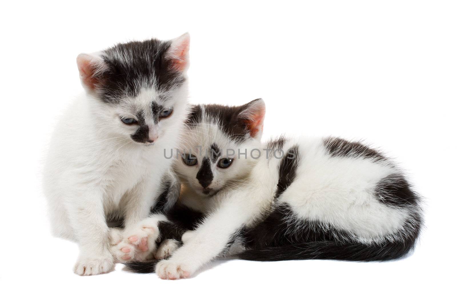 two kittens on white by Alekcey