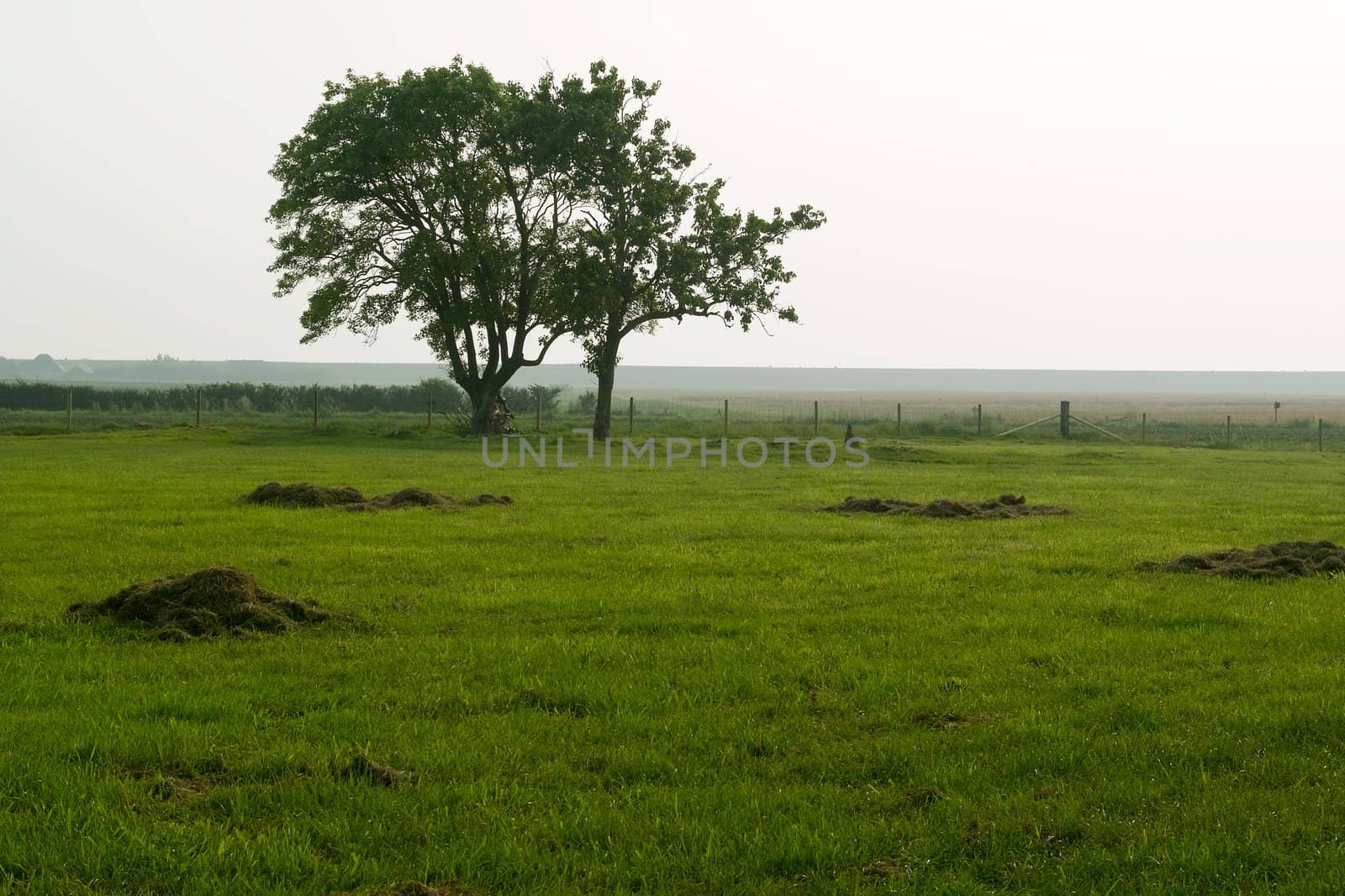 Two lonely trees standing peacefully in the evening light on Wieringen, the Netherlands.