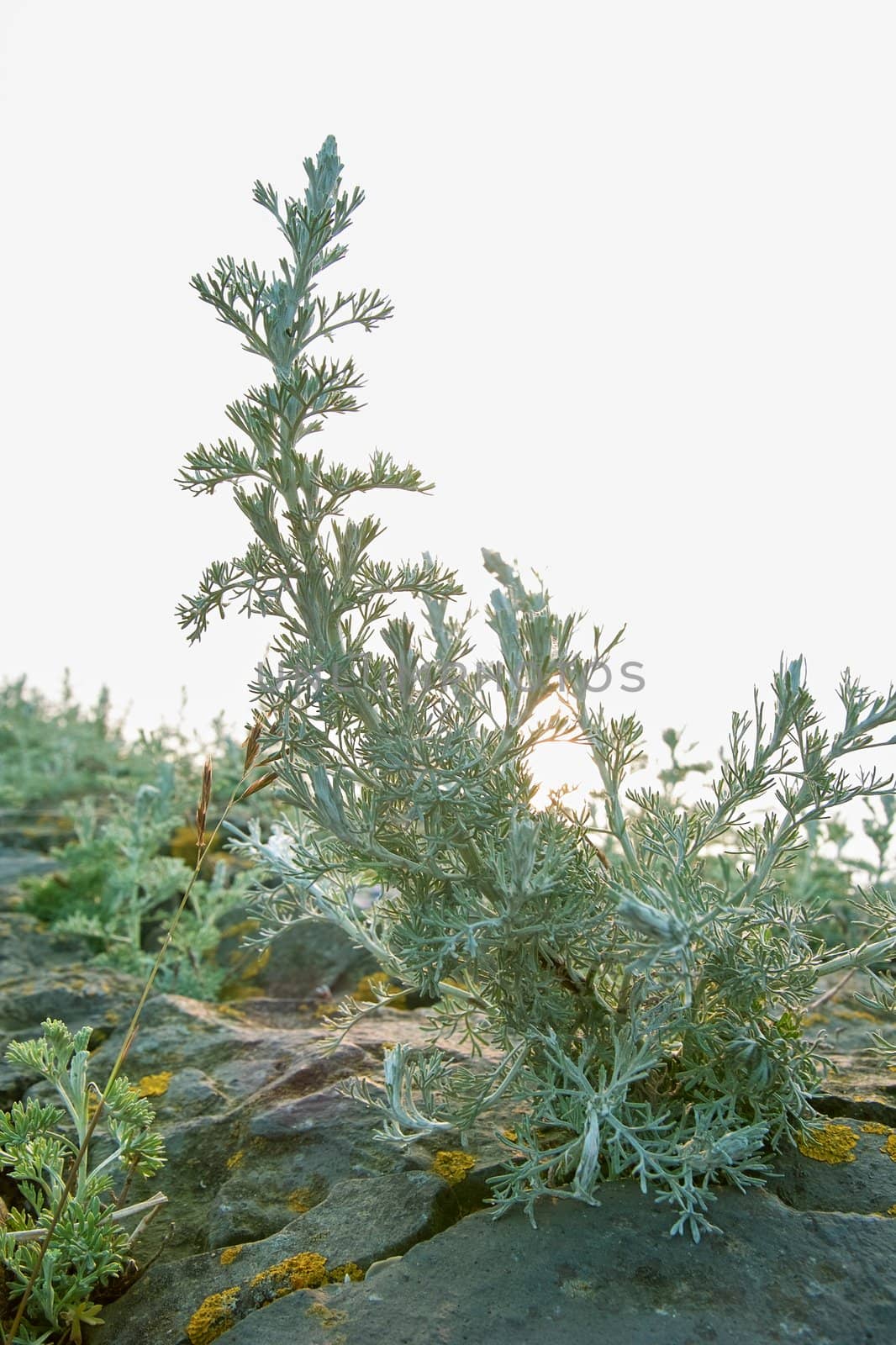 Wormwood on a dike off basalt in the backlight reflected from the sea.