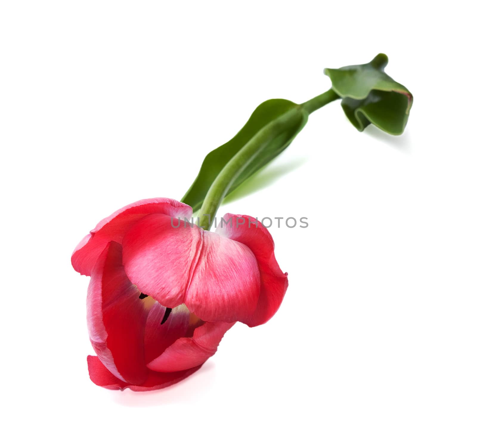 Pink Tulip isolated on the white background