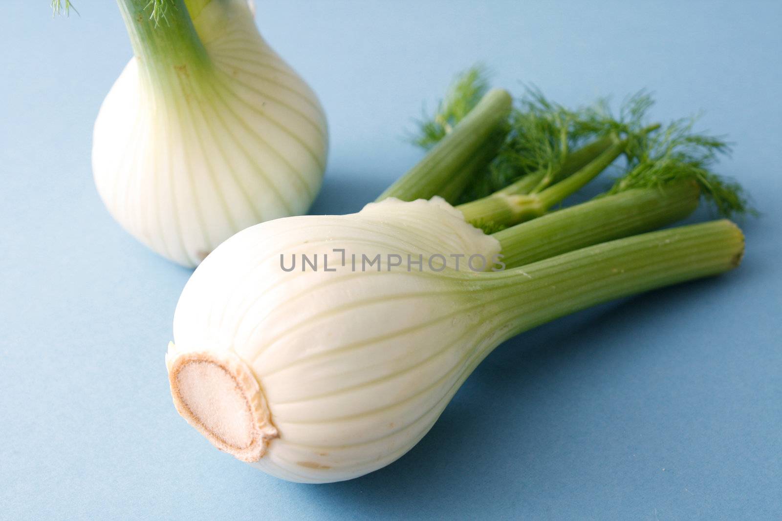 Fennel by leeser