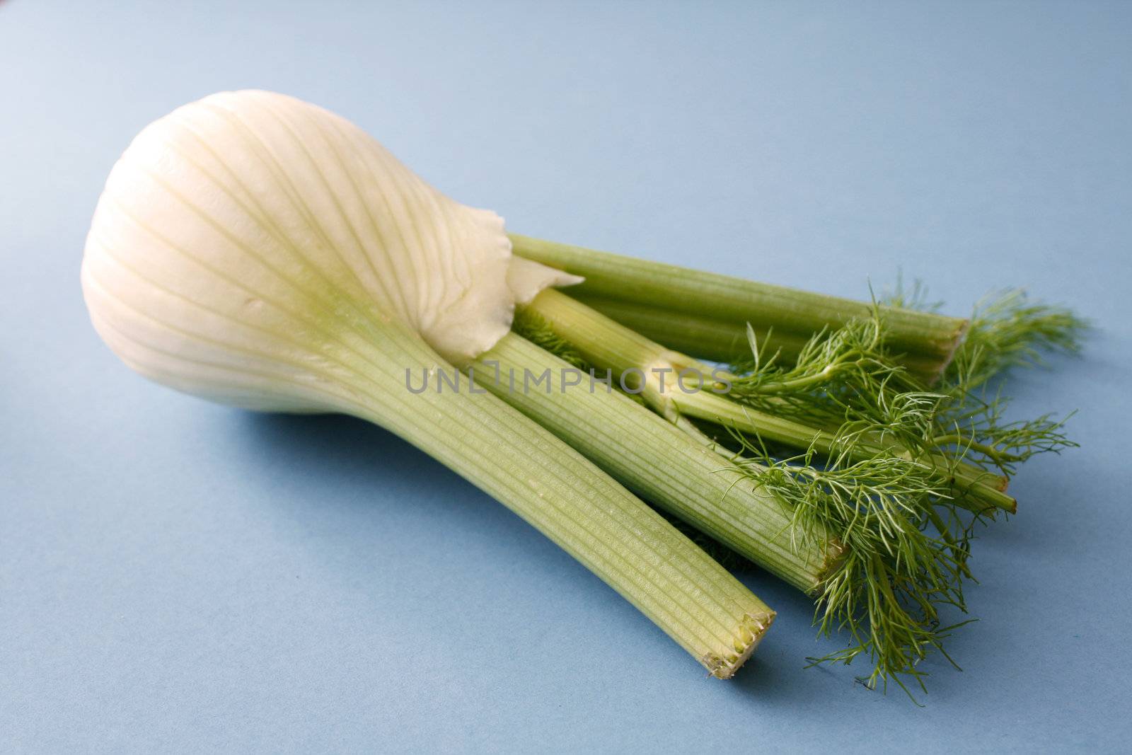 Fennel by leeser