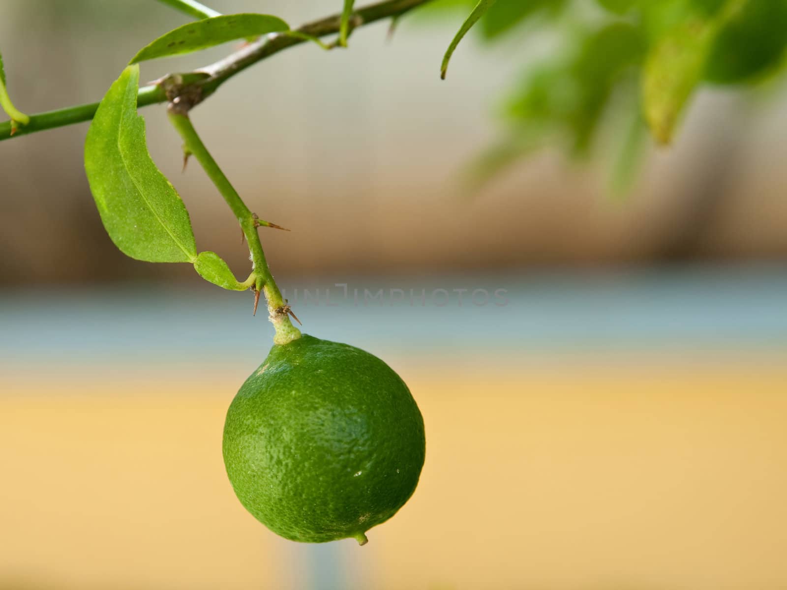 The picture of the lime, growing in the yard