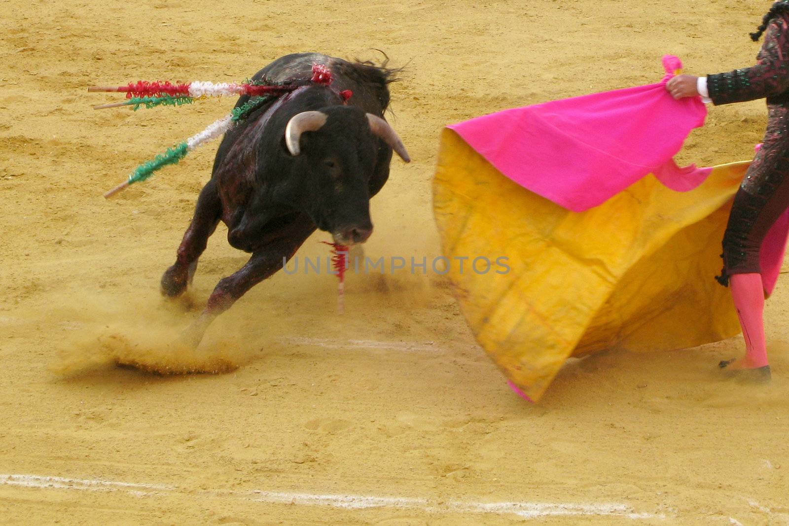 Bull fighting by leeser