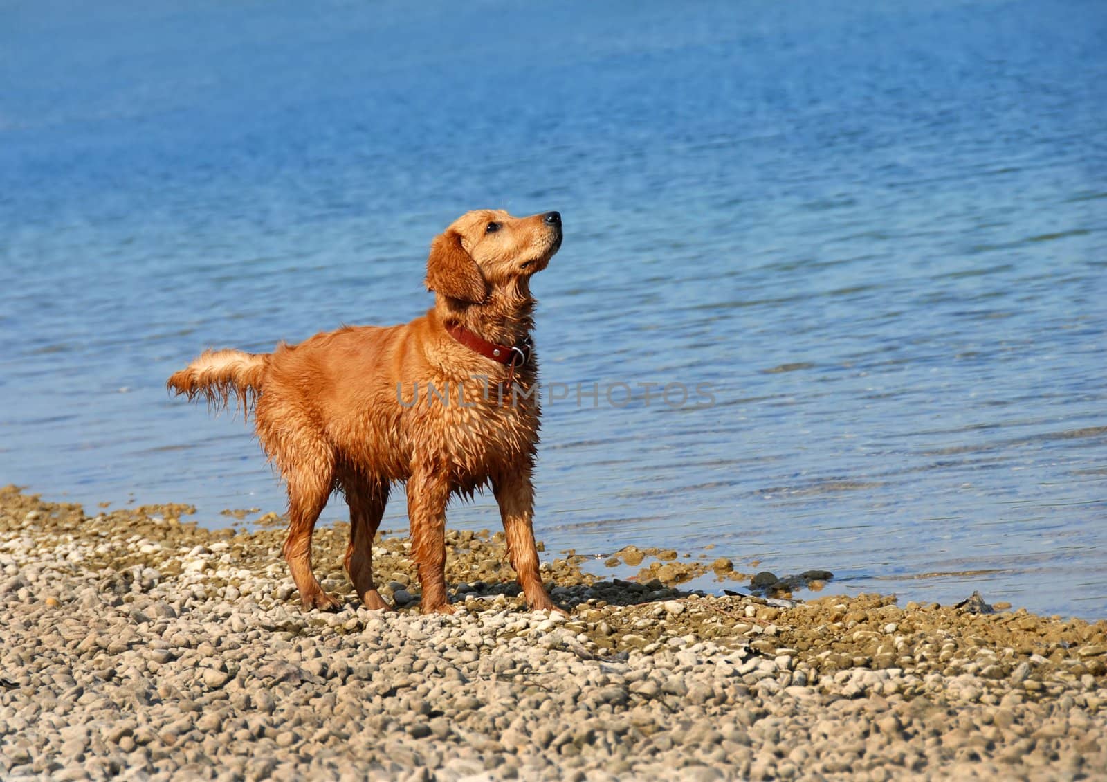 wet golden retriever young dog on riverbank looking up