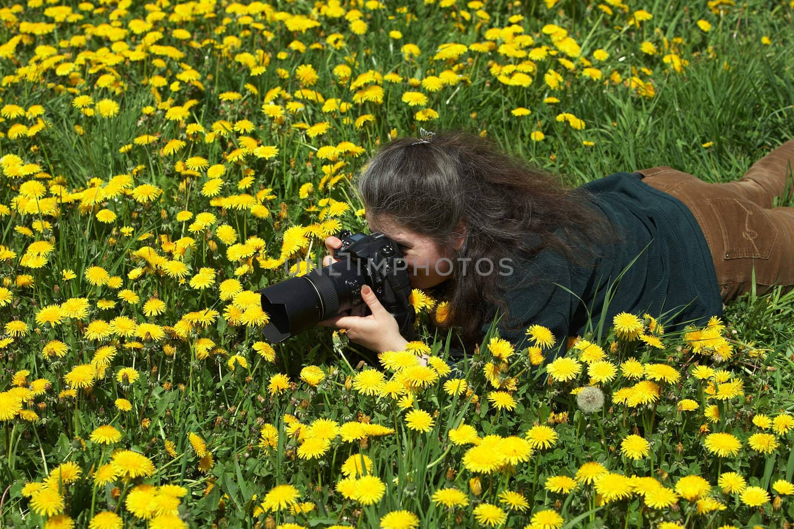 The photographer removing blossoming dandelions in the field. A macroshooting lesson.