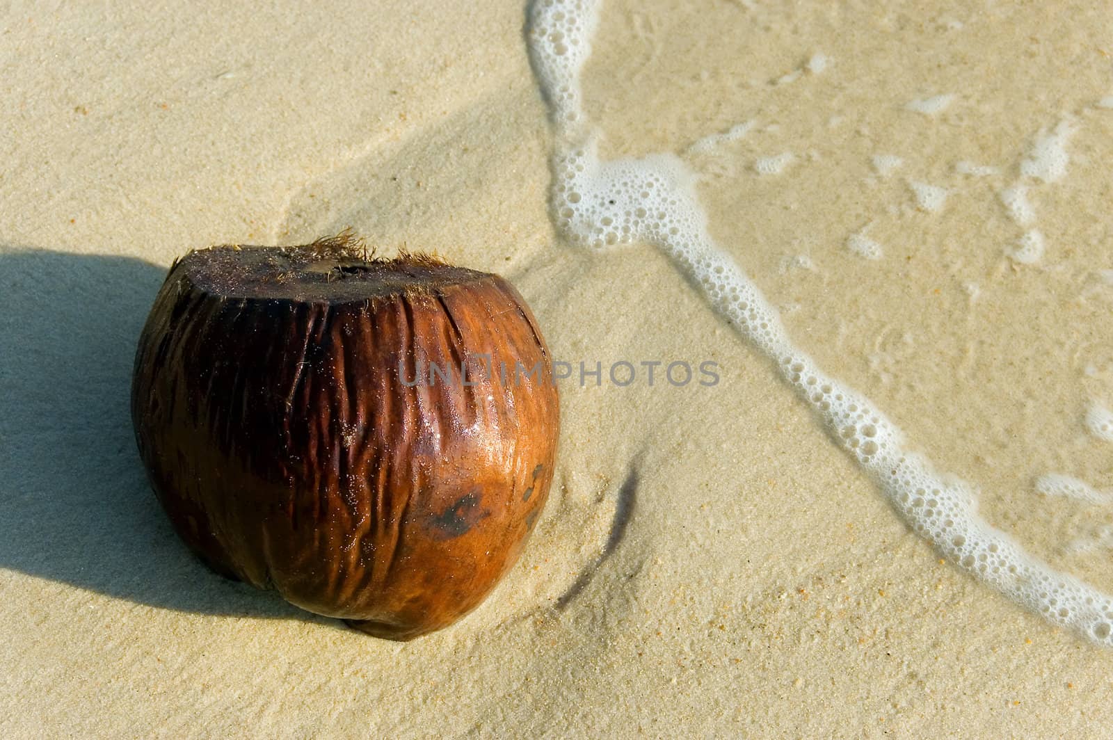 coconut on a beach