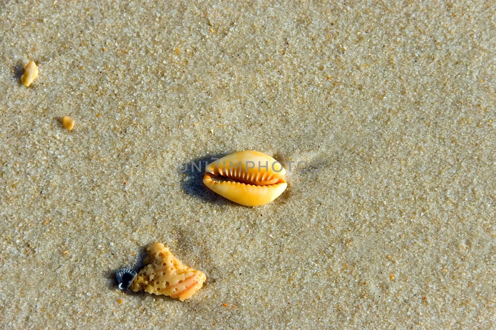 seashell