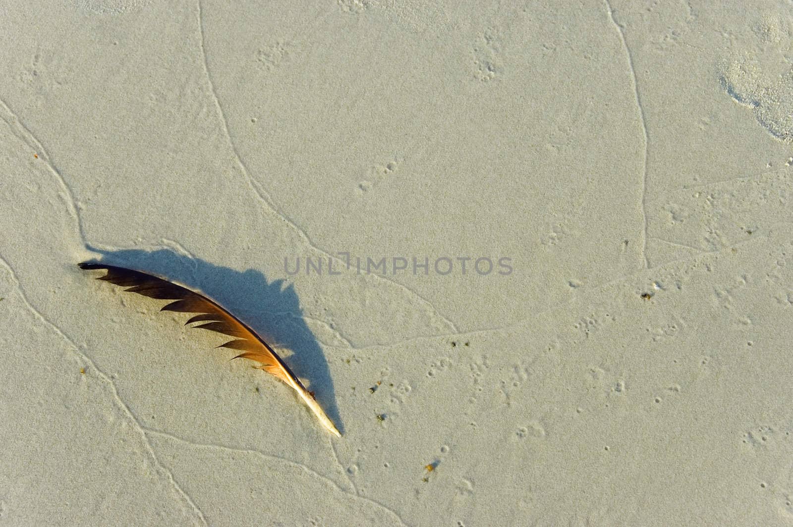 feather on beach