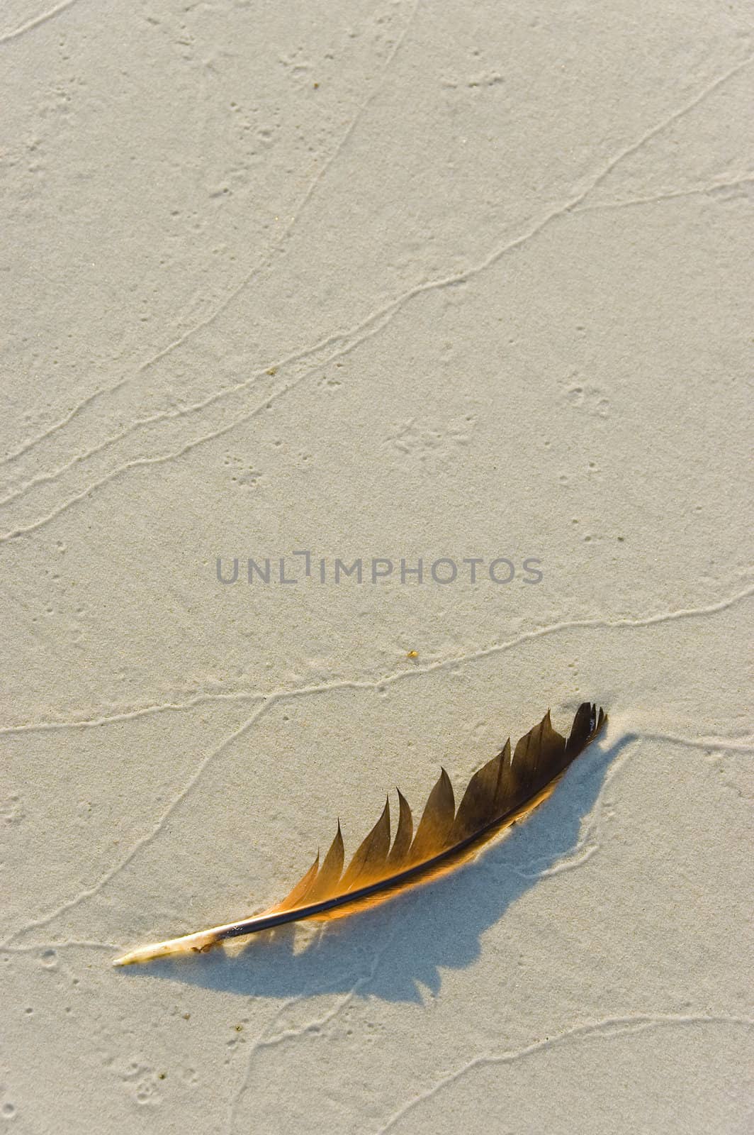 feather on beach