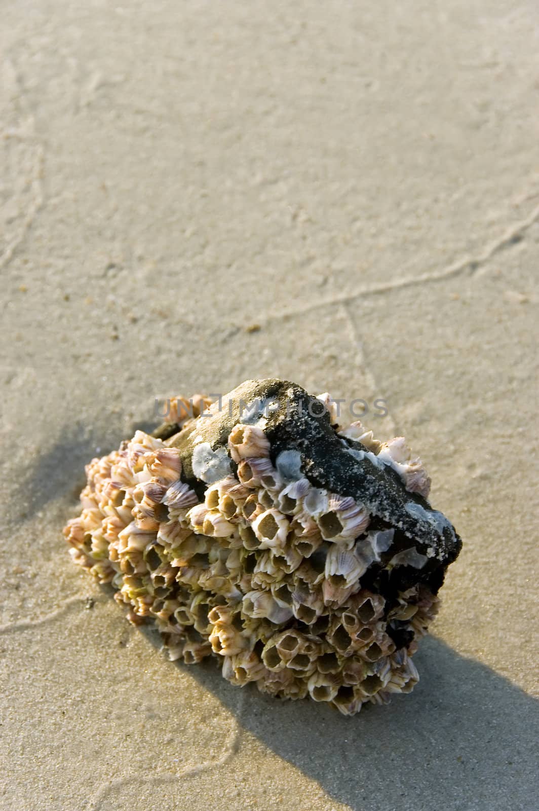 coral on beach