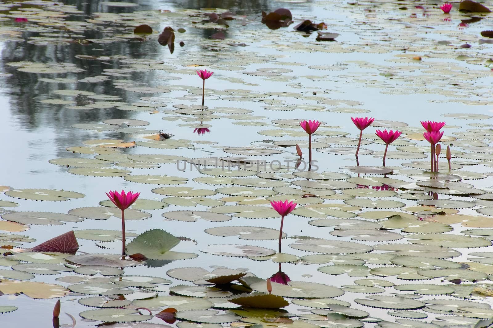 lotus pond