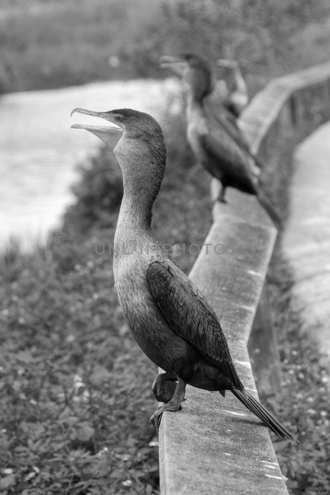 Birds asking for food, Everglades, Florida, January 2007 by jovannig