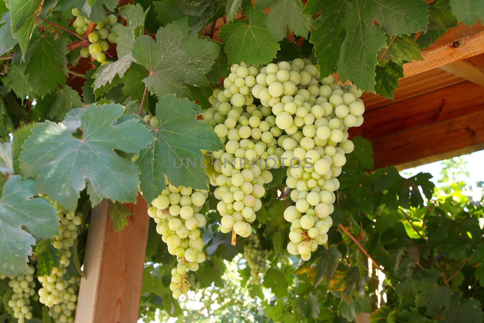 A large bunch of grapes on the island of Crete. Greece