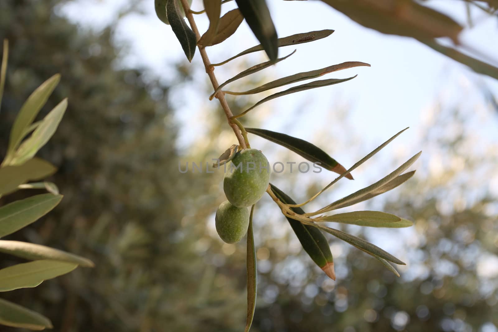 Greek olives. Olive branch on the island of Crete. Greece