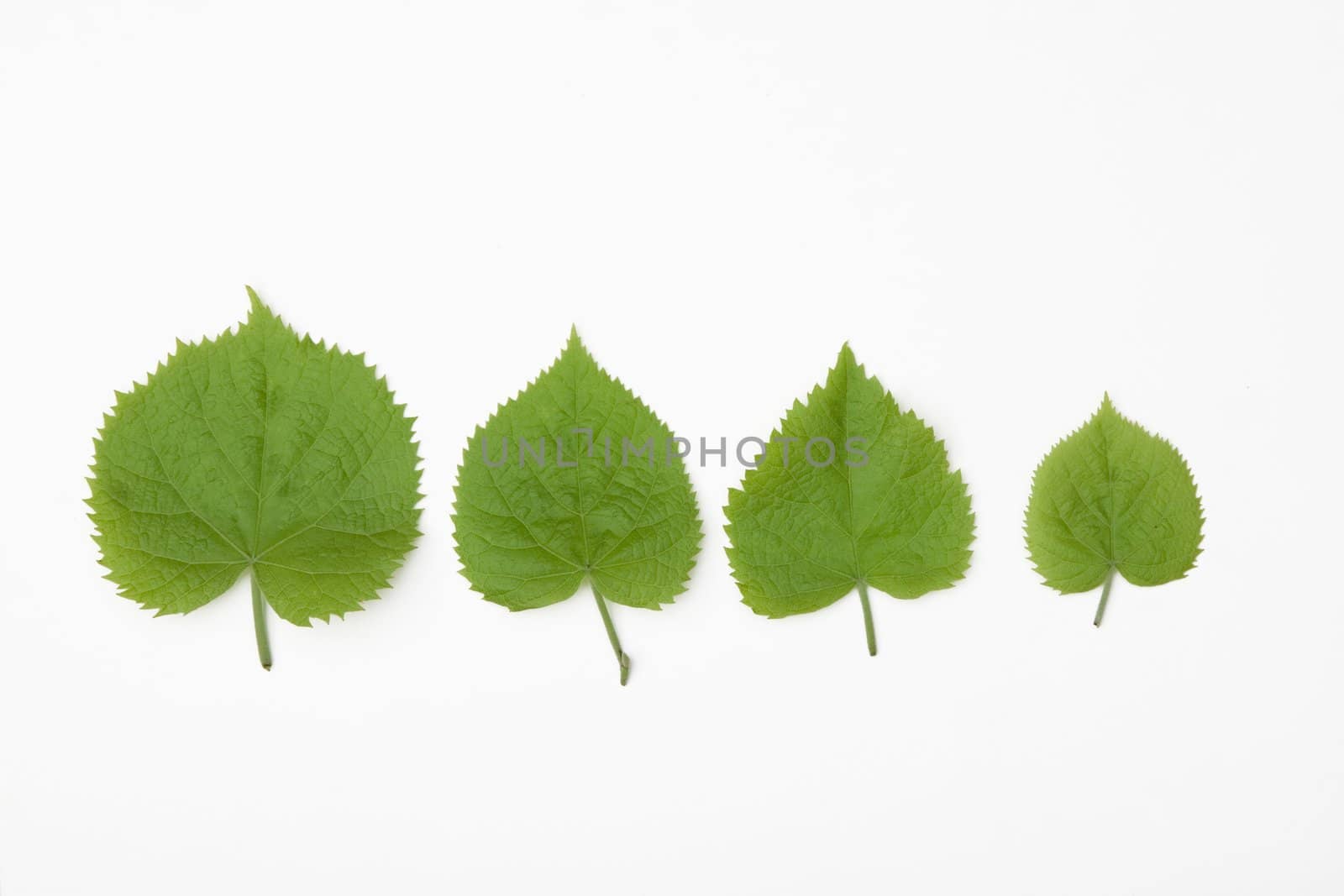 front view of for different leafs in spring time