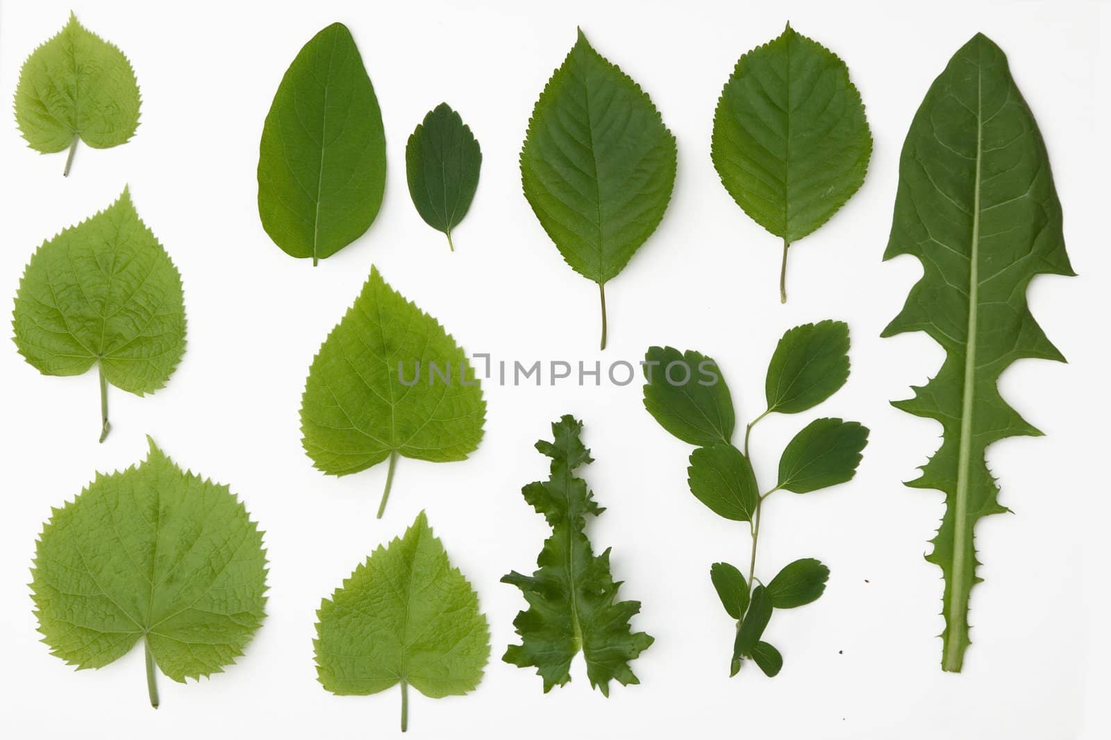 front view of different leafs in spring time