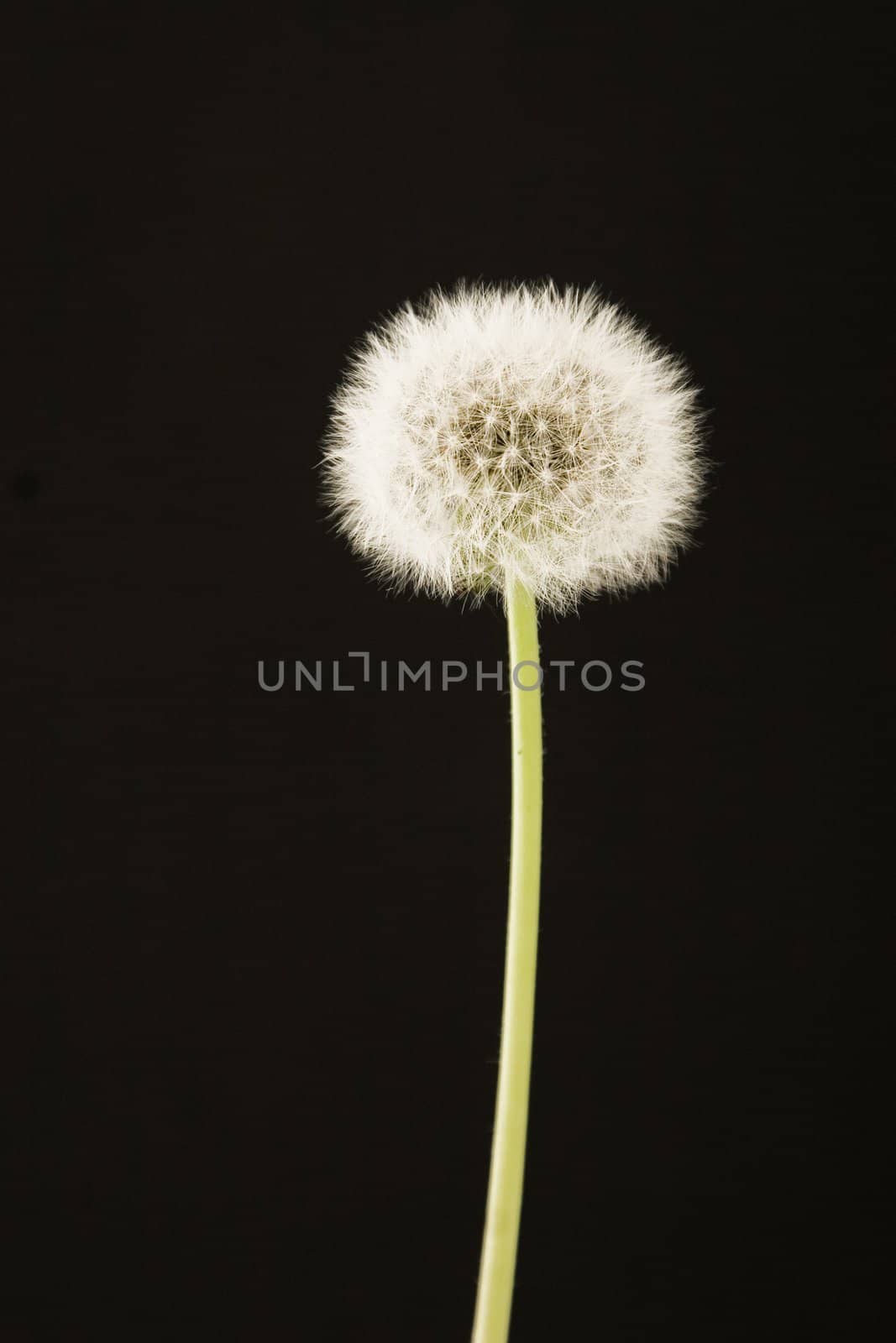closeup of dandelion on black background, in spring time
