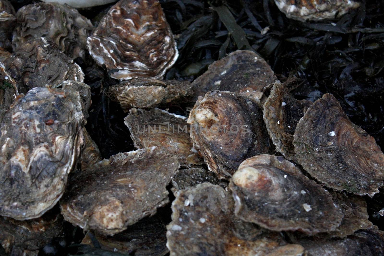 Oysters