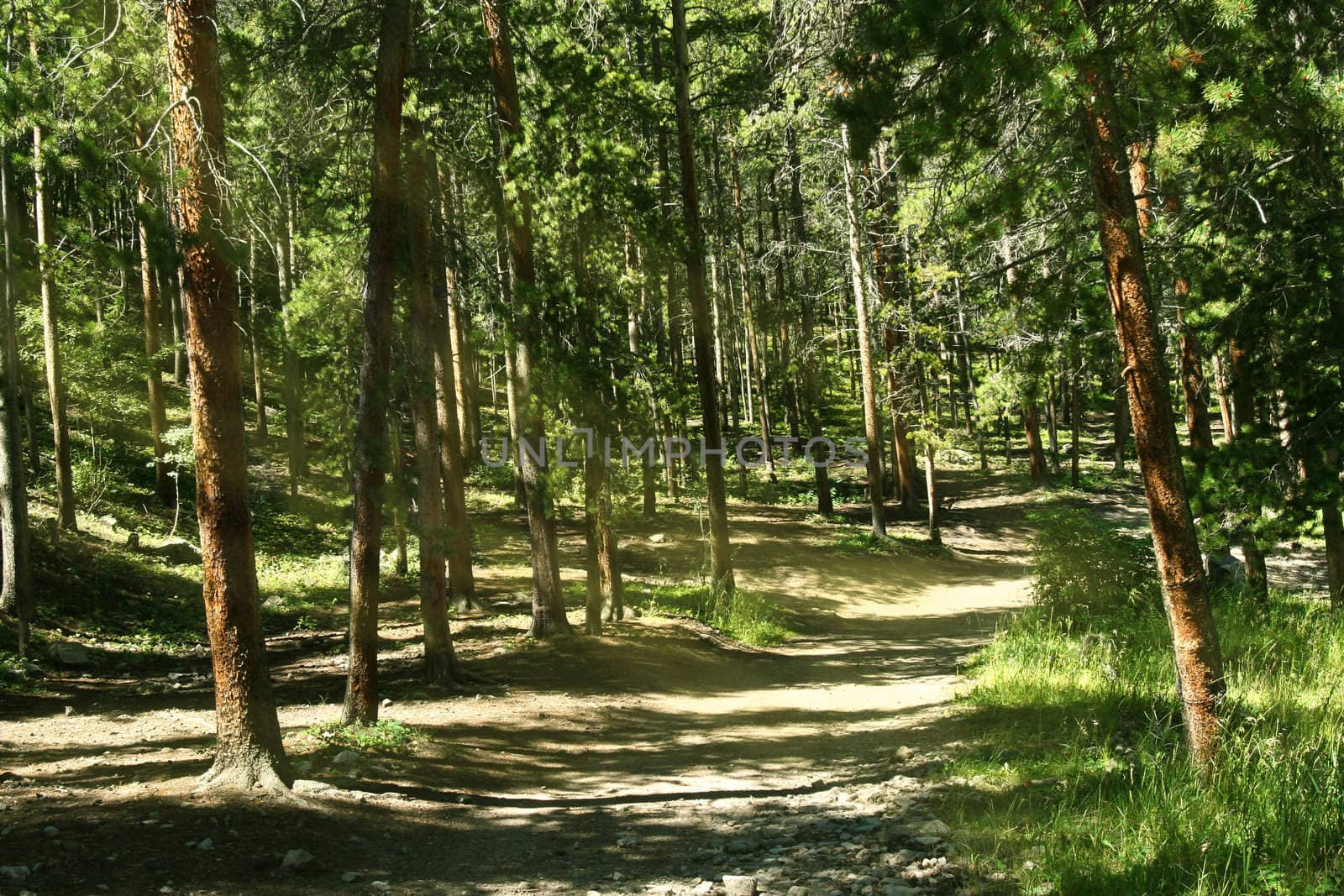 Dappled sunlight streams through dense forest along ATV trail in the Colorado mountains.