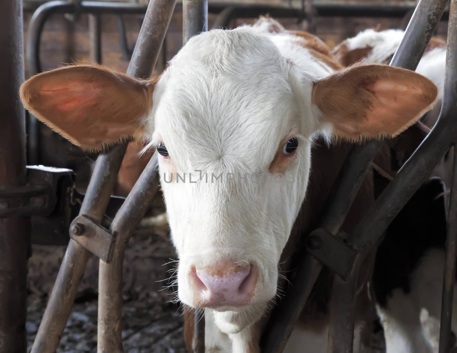 A photography of a young brown bavarian cow